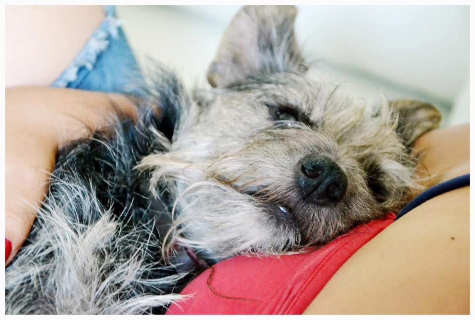Perro en el regazo de una persona